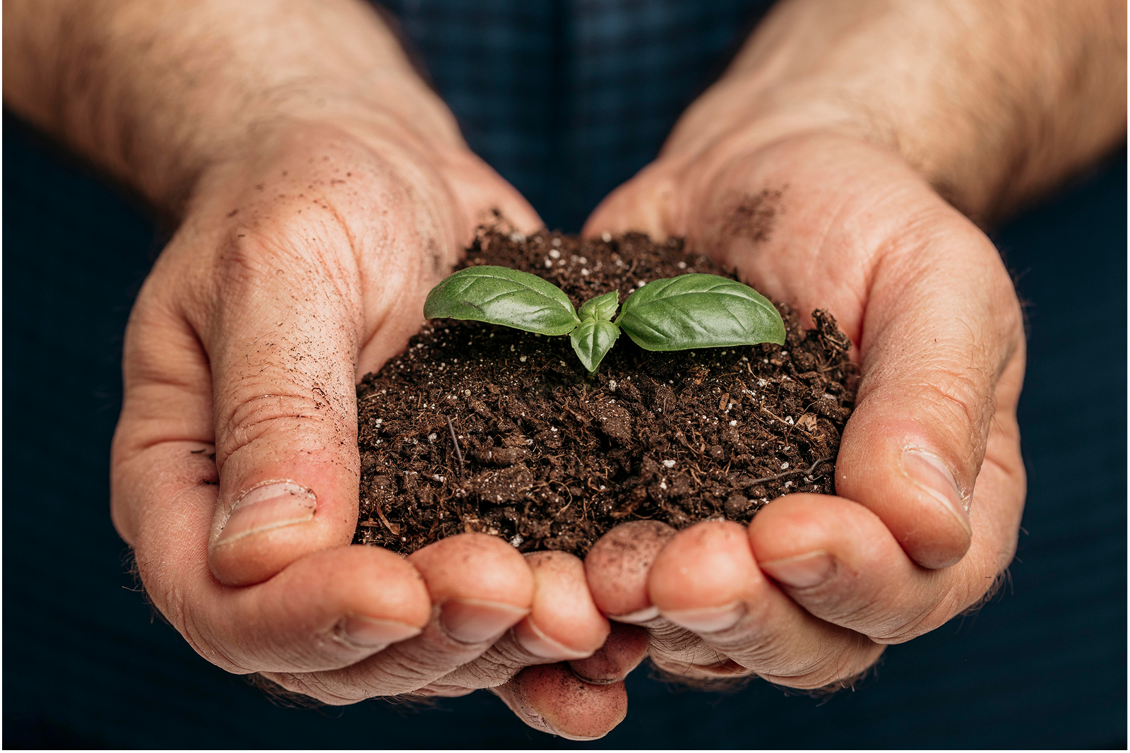 Foto — muda de planta em mãos com terra