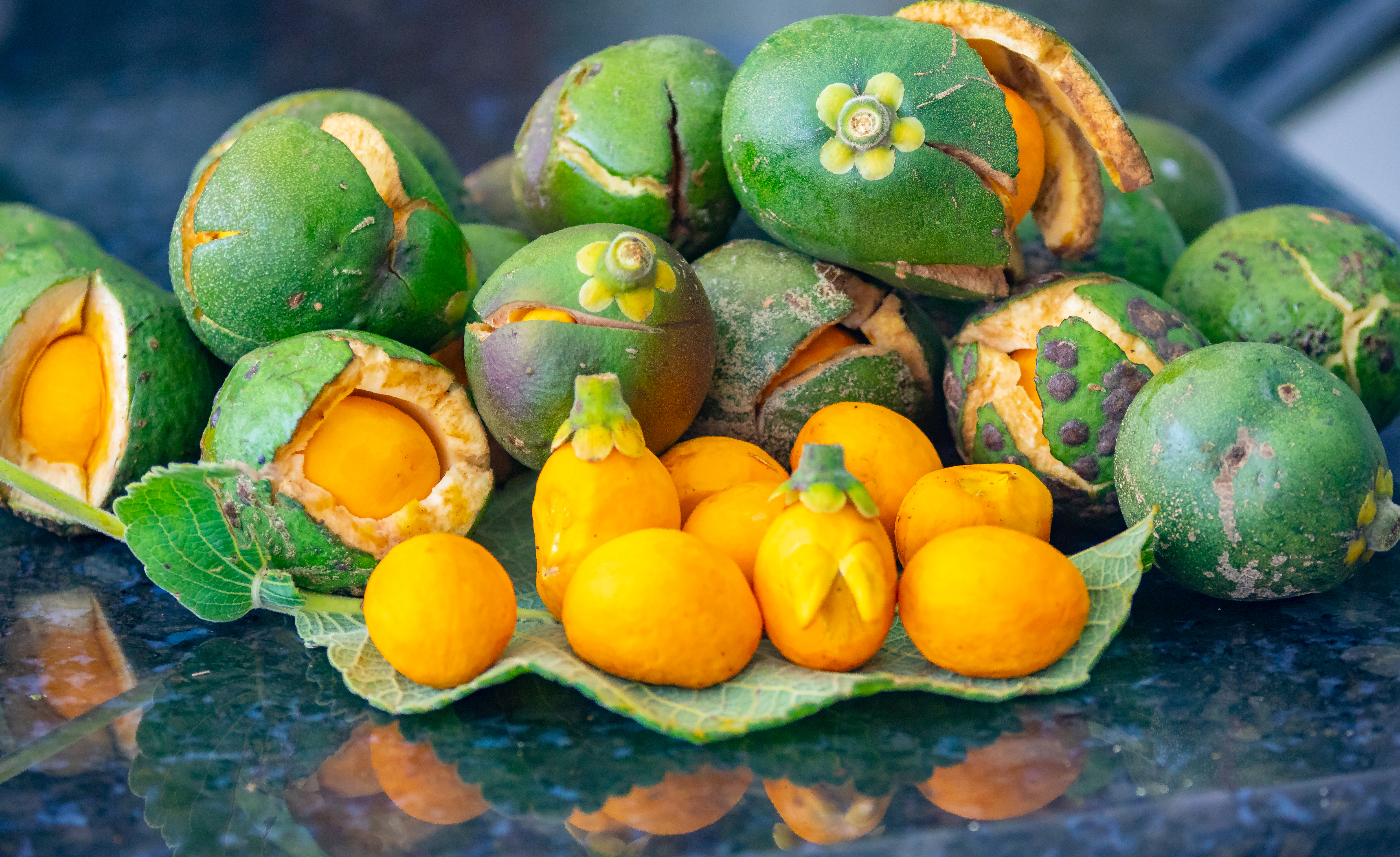 Detalhe do fruto do pequi (Caryocar brasiliense)