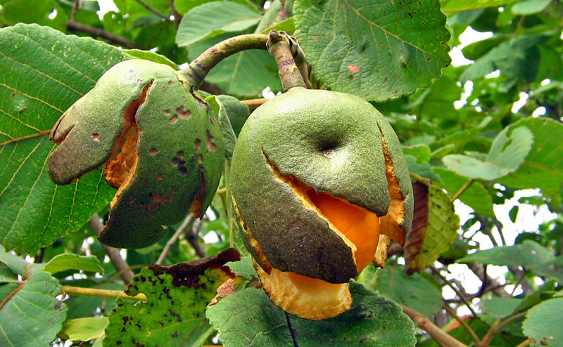 Pequizeiro no Cerrado